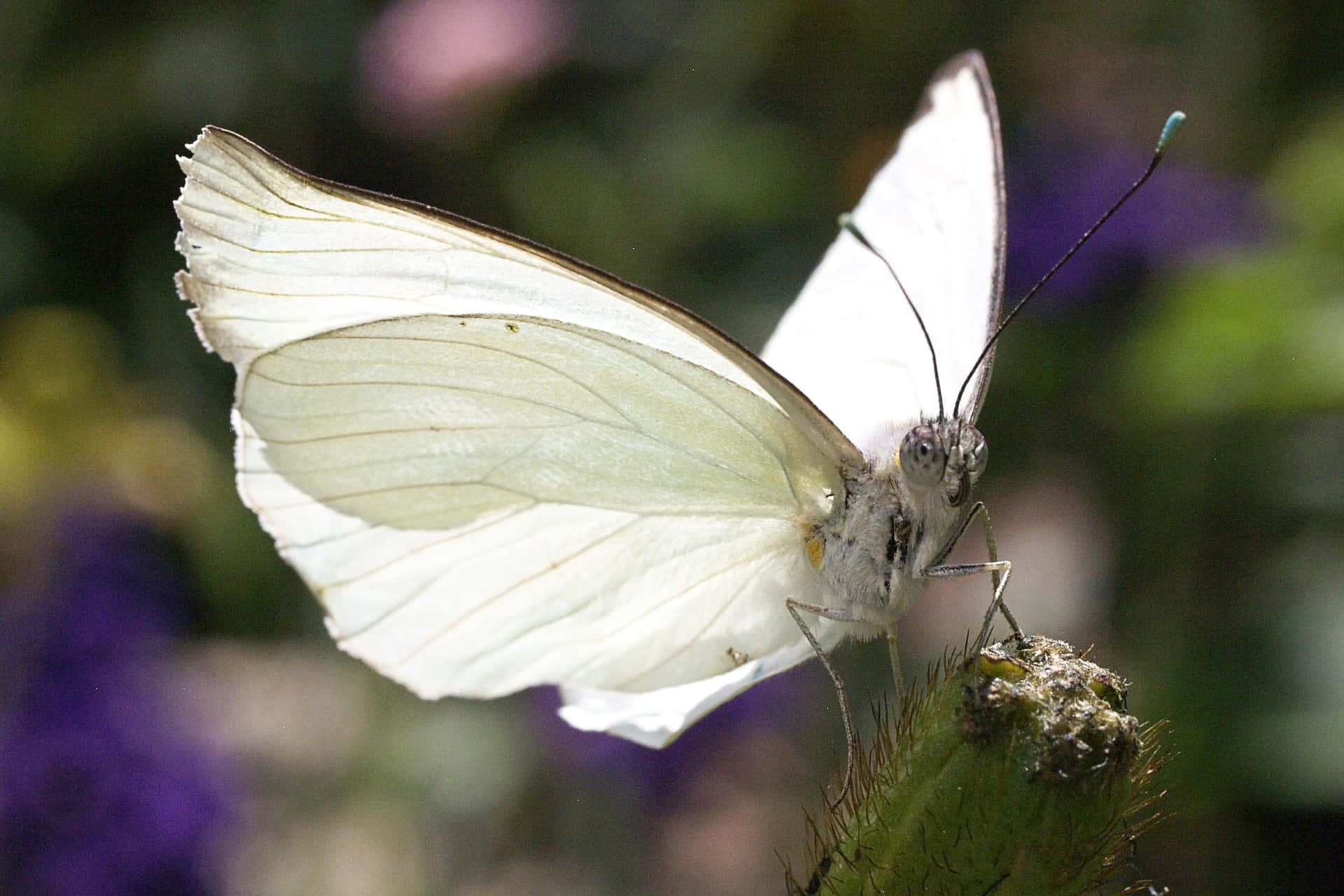 A Beautiful White Butterfly Fluttering Amongst Daisy Flowers Background