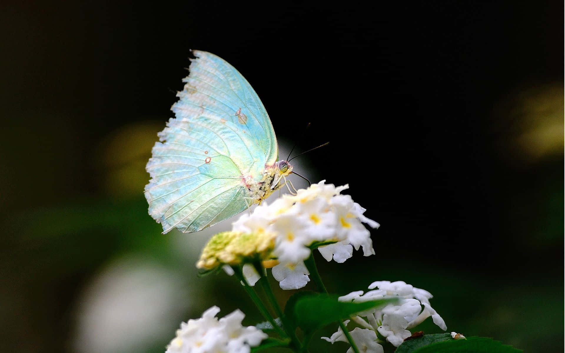 A Beautiful White Butterfly Peacefully Perched On A Leaf. Background