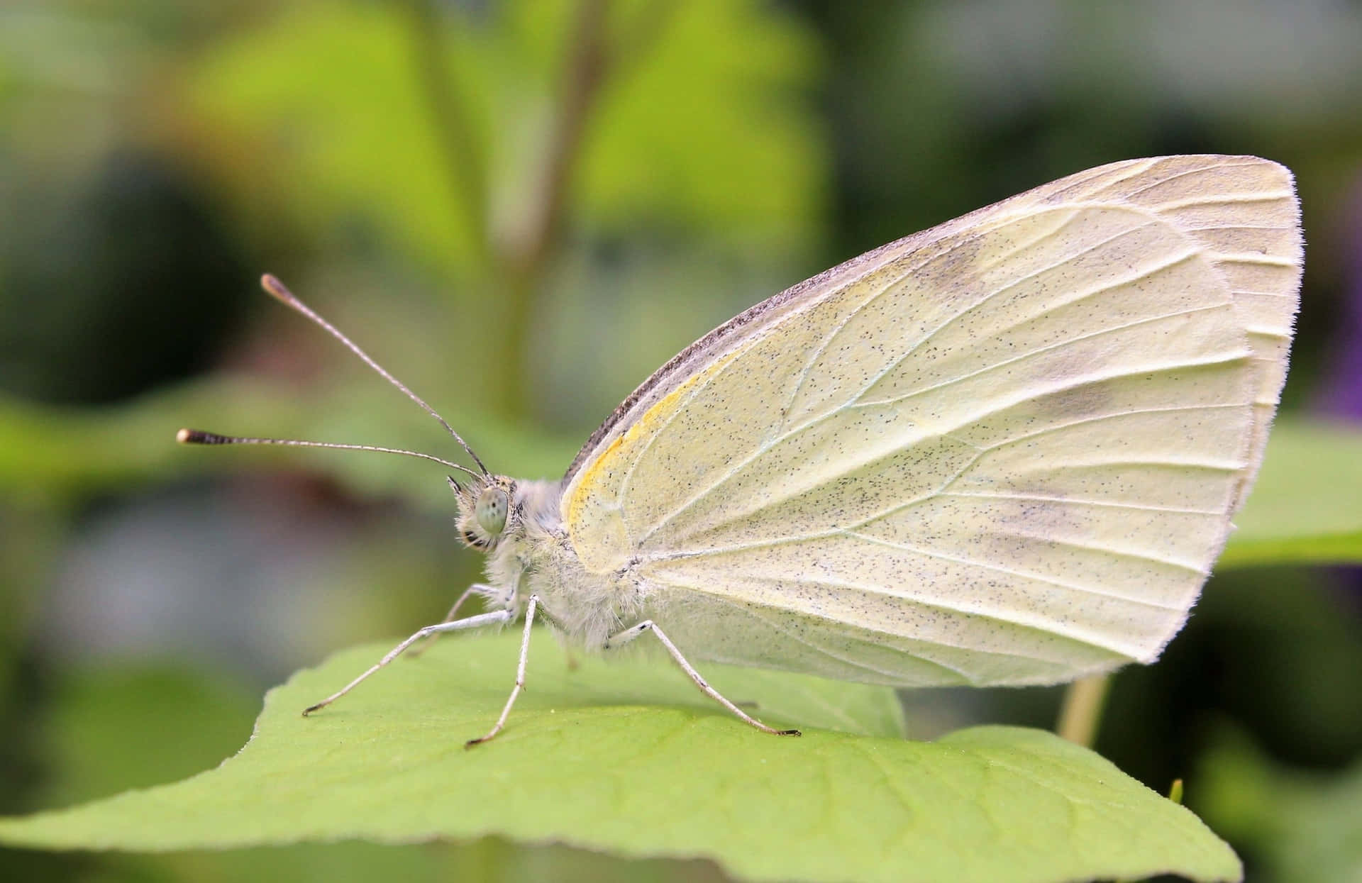 A Beautiful White Butterfly Resting On A Leaf Background