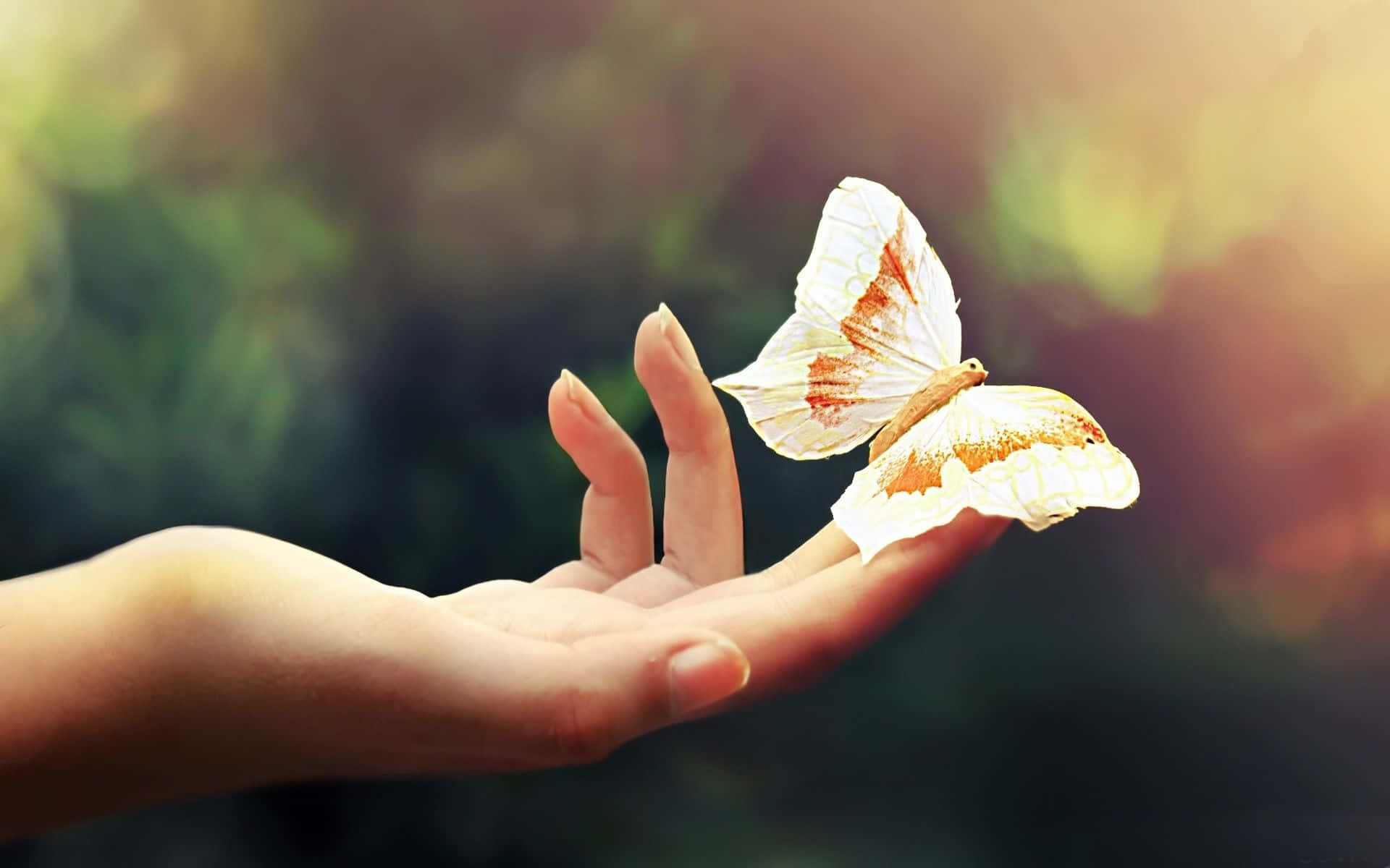 A Beautiful White Butterfly Soars Through The Bright Blue Sky Background