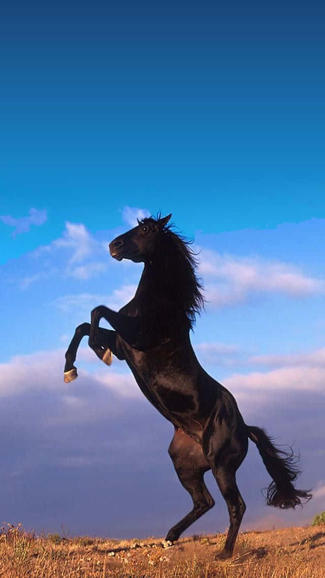 A Beautiful White Horse Gallops Freely In A Lush Green Field.