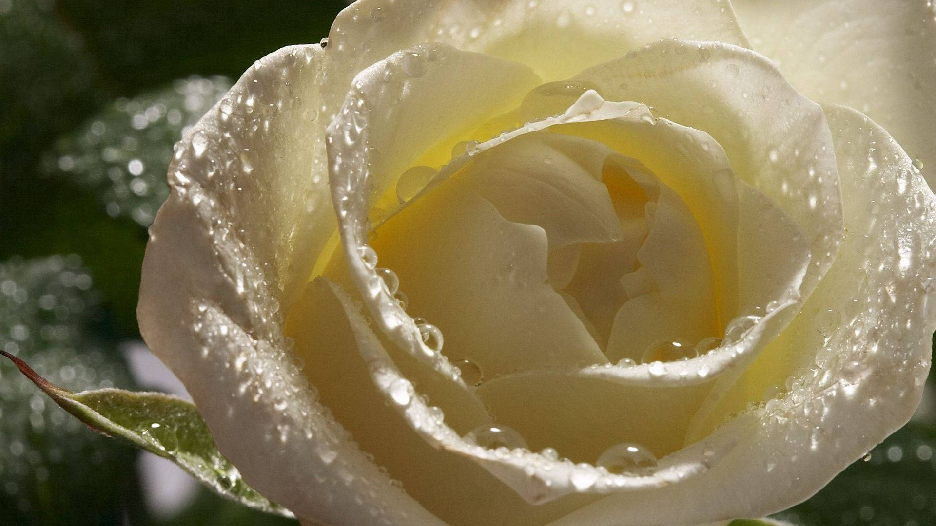 A Beautiful White Rose Background