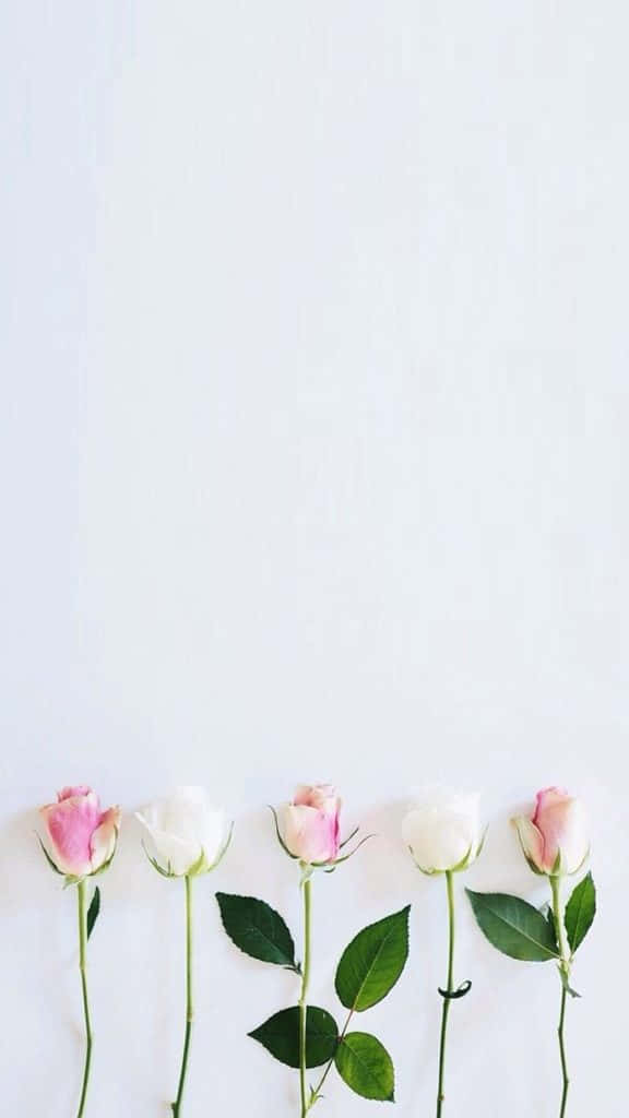 A Beautiful White Rose Basking In The Sunshine Background