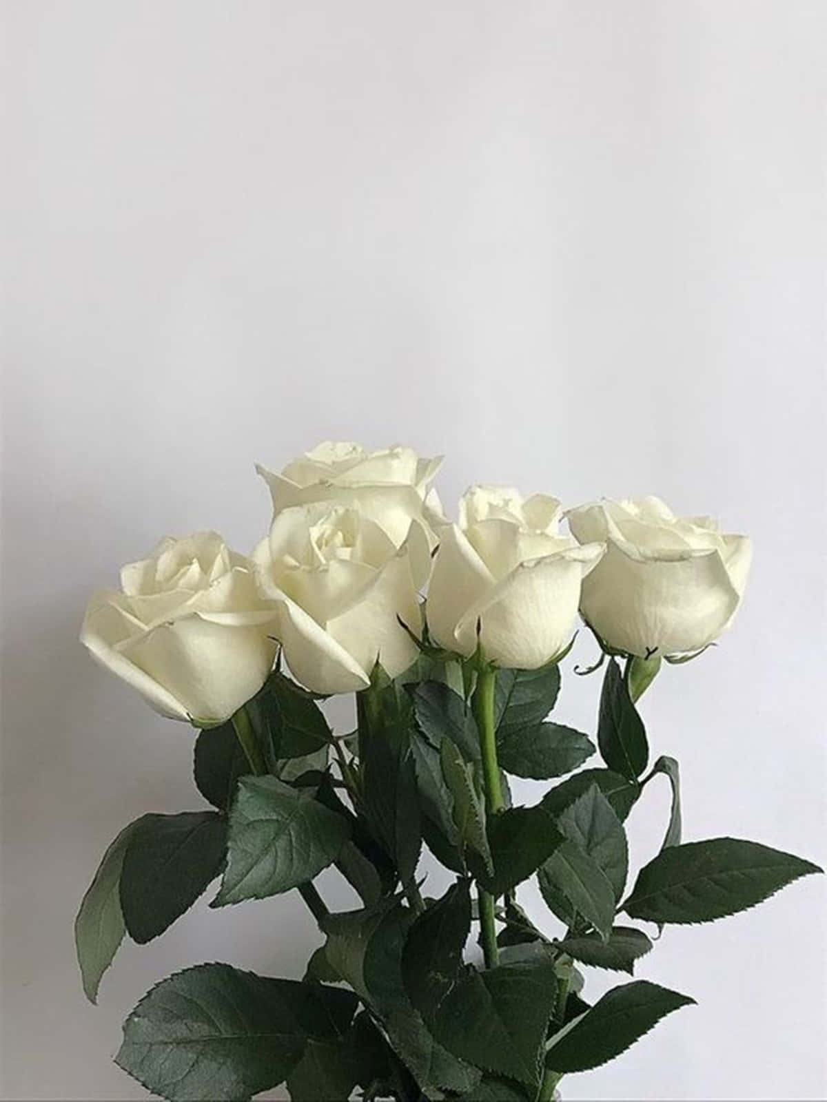 A Beautiful White Rose In Full Bloom Background