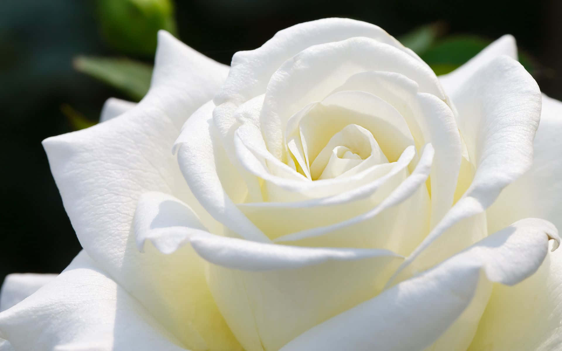 A Beautiful White Rose Showing Its Delicate Petals
