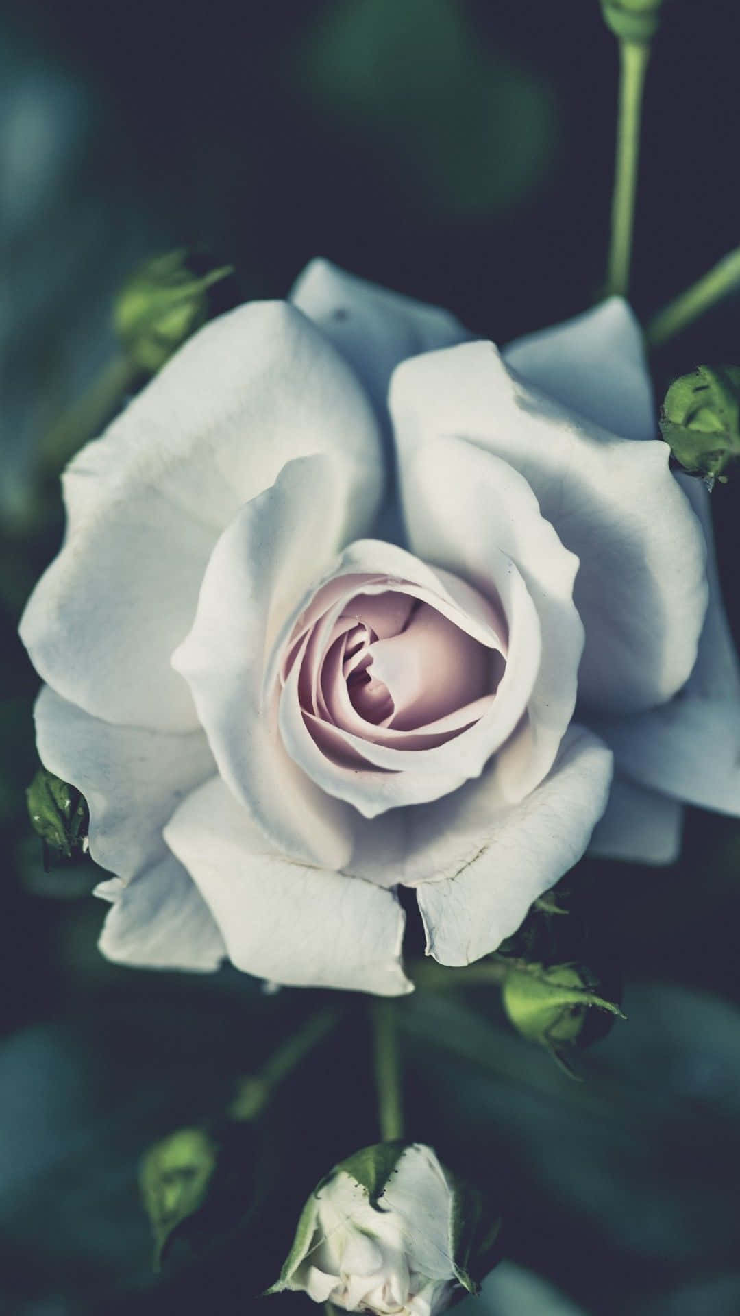 A Beautiful White Rose With A Hint Of Rose-gold.
