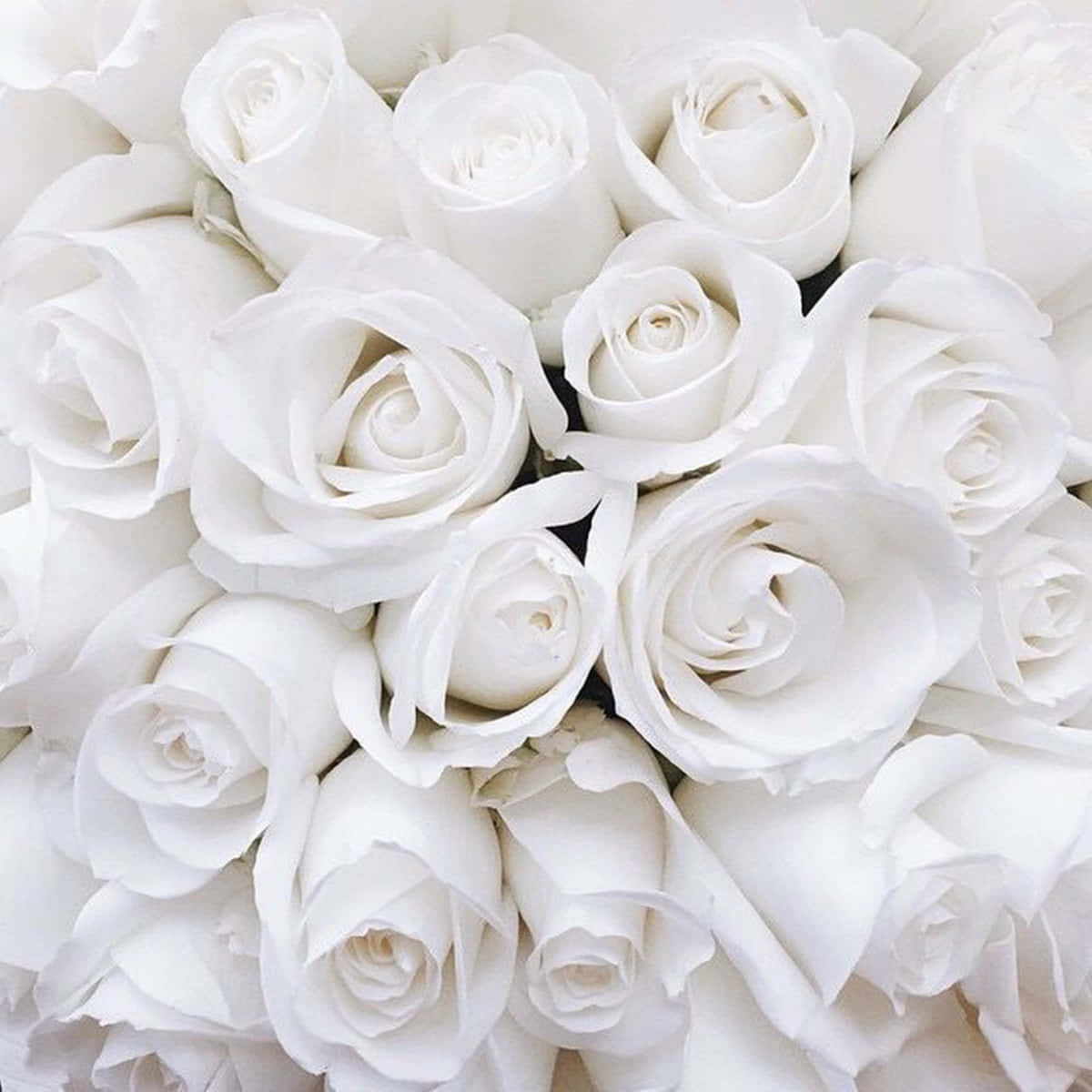 A Beautiful White Rose With Its Petals Open, Perfect Representation Of Purity And Peace.