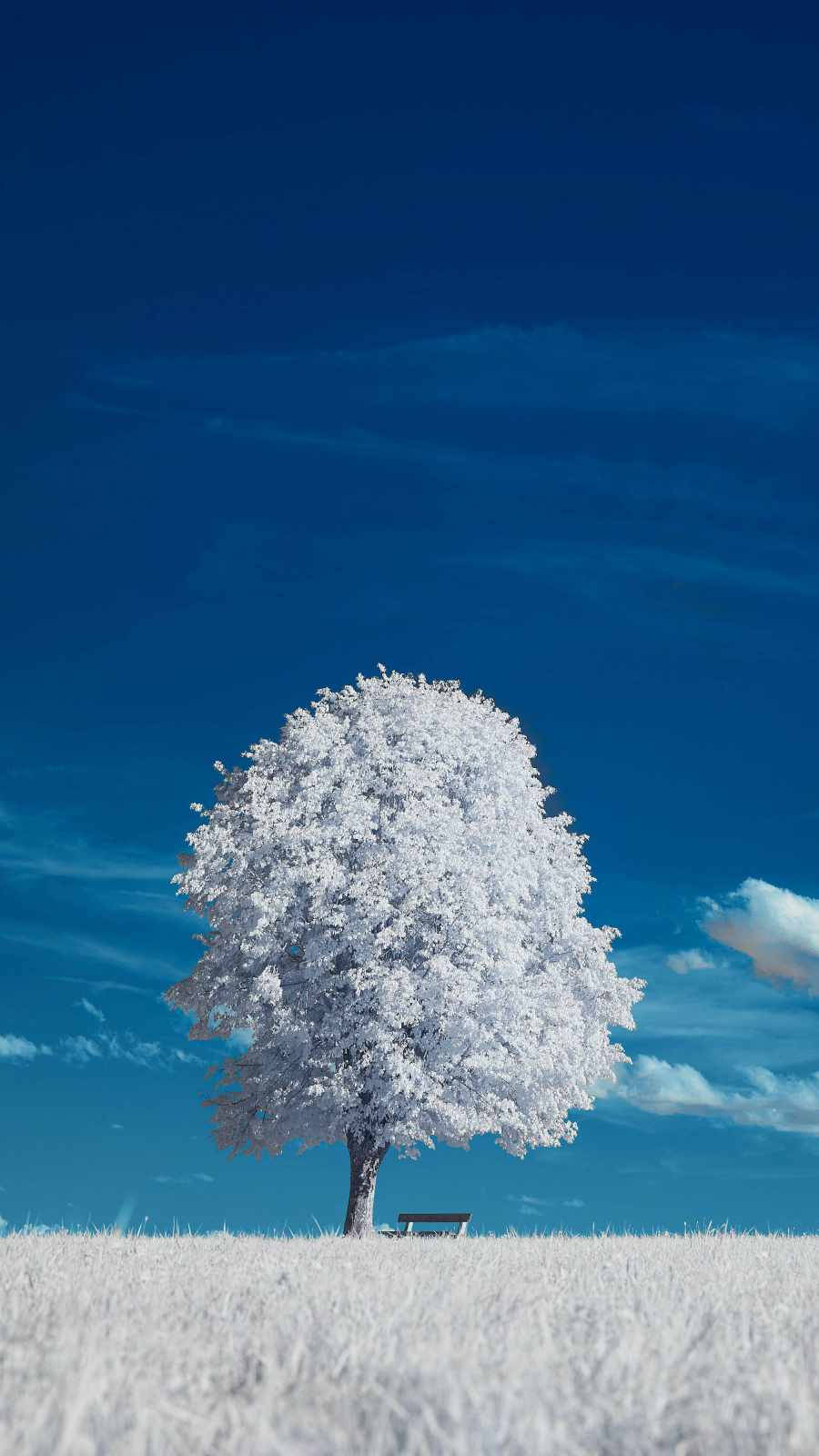 A Beautiful White Tree Stands Against A Backdrop Of Greenery Background