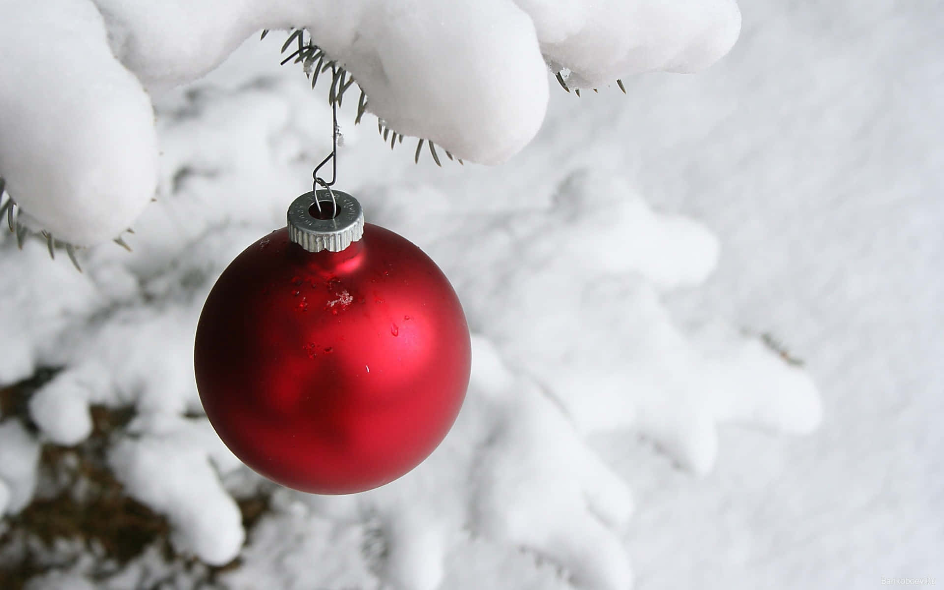 A Beautiful Winter Night Beneath A Snow-covered Christmas Tree Background