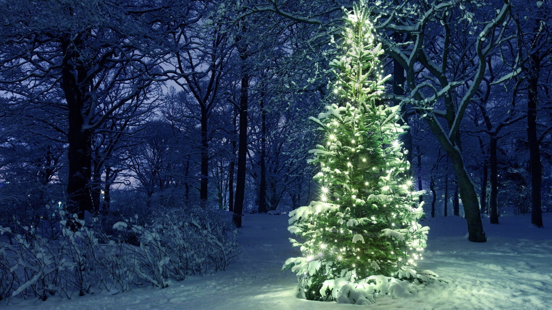 A Beautiful Winter Wonderland In The Steps Of The Christmas Forest. Background