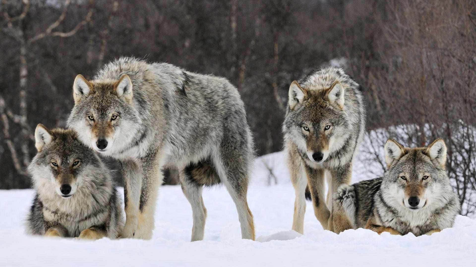 A Beautiful Wolf Pack In Their Natural Habitat Background