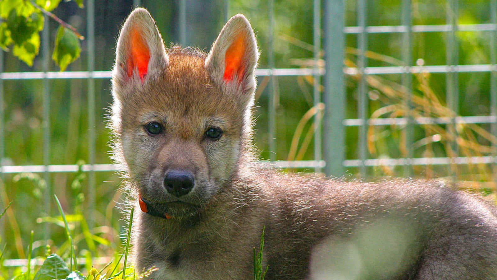 A Beautiful Wolf Pup Exploring The Woods