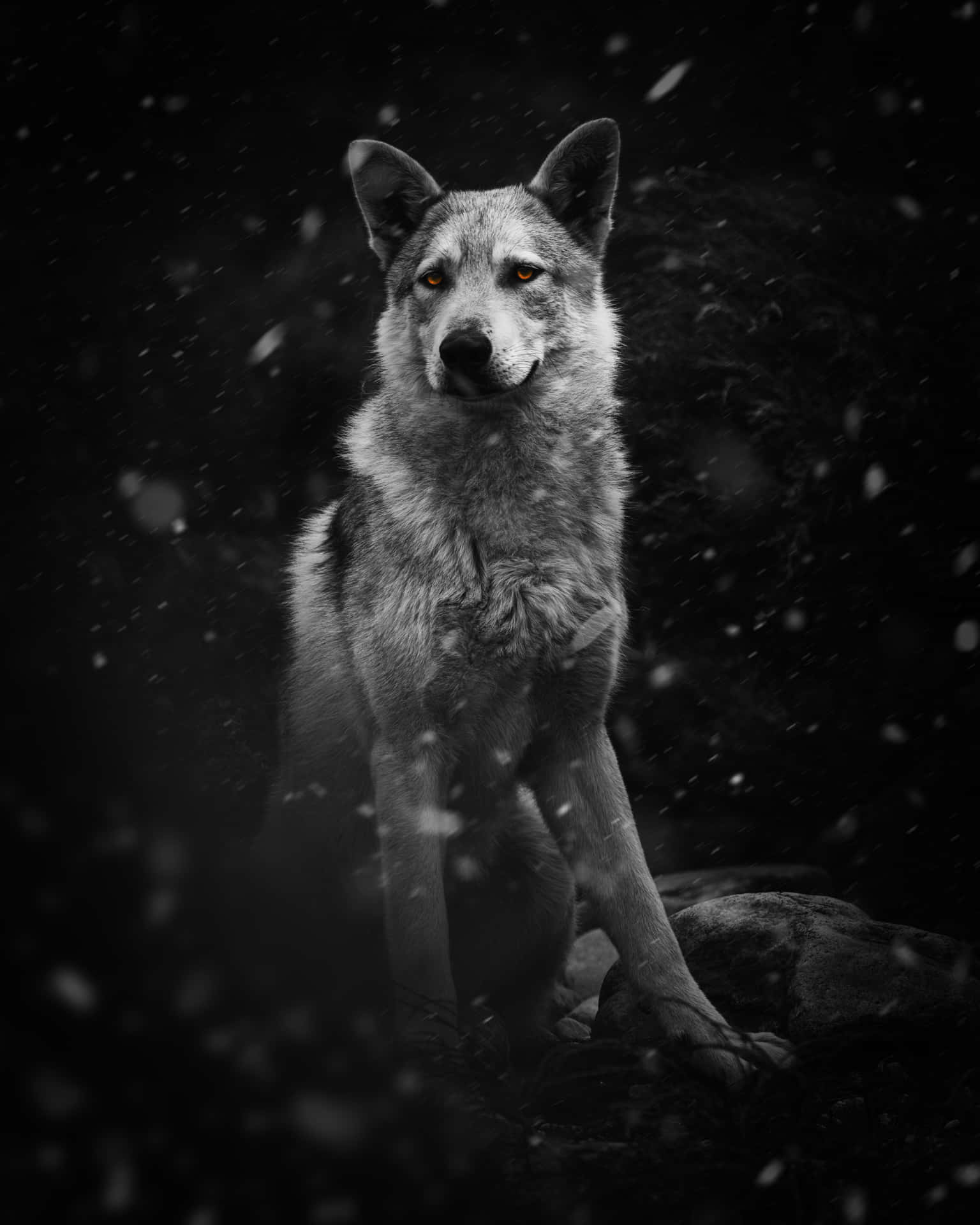 A Beautiful Wolf Serenely Surveys His Surroundings. Background