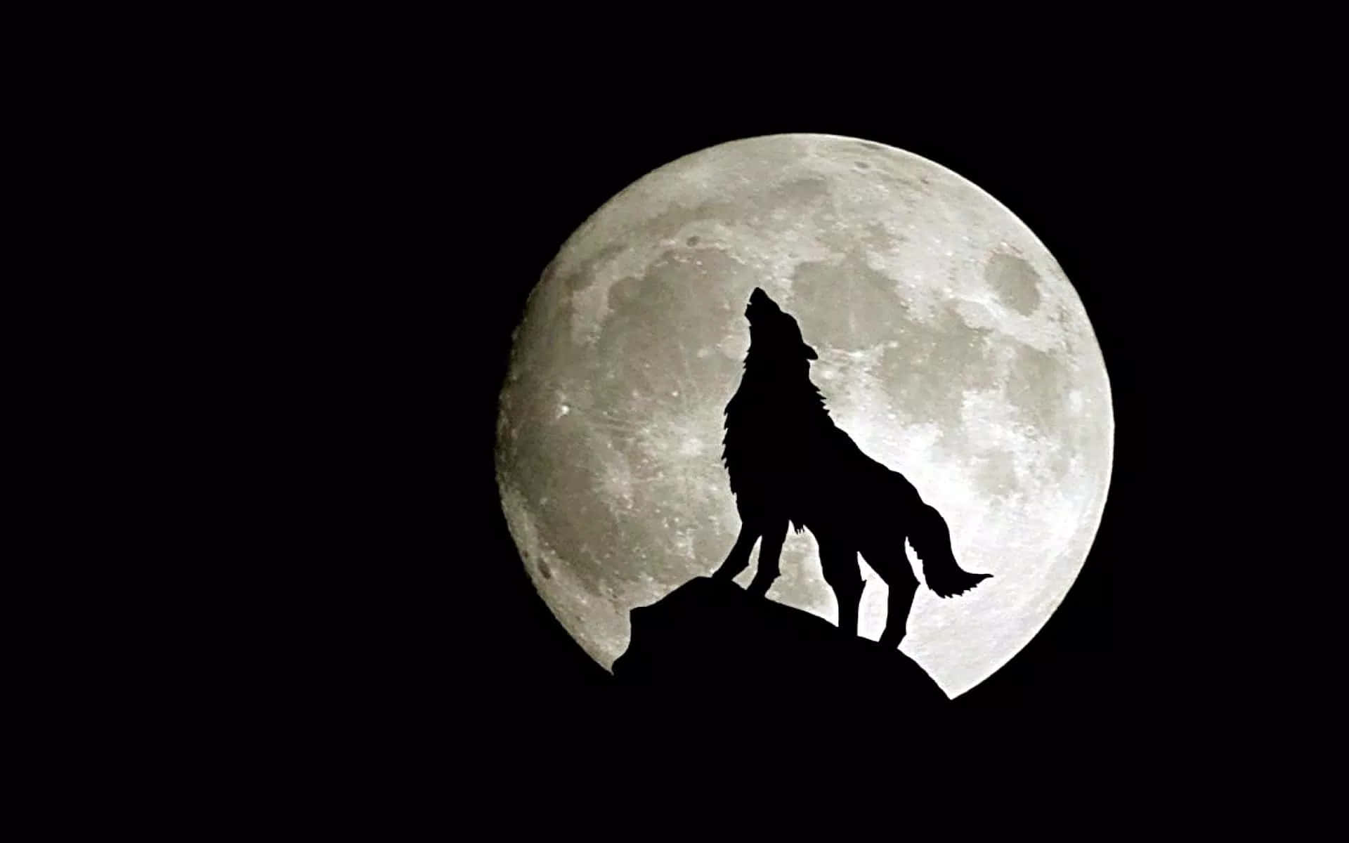 A Beautiful Wolf Standing In Front Of A Stunning Full Moon. Background