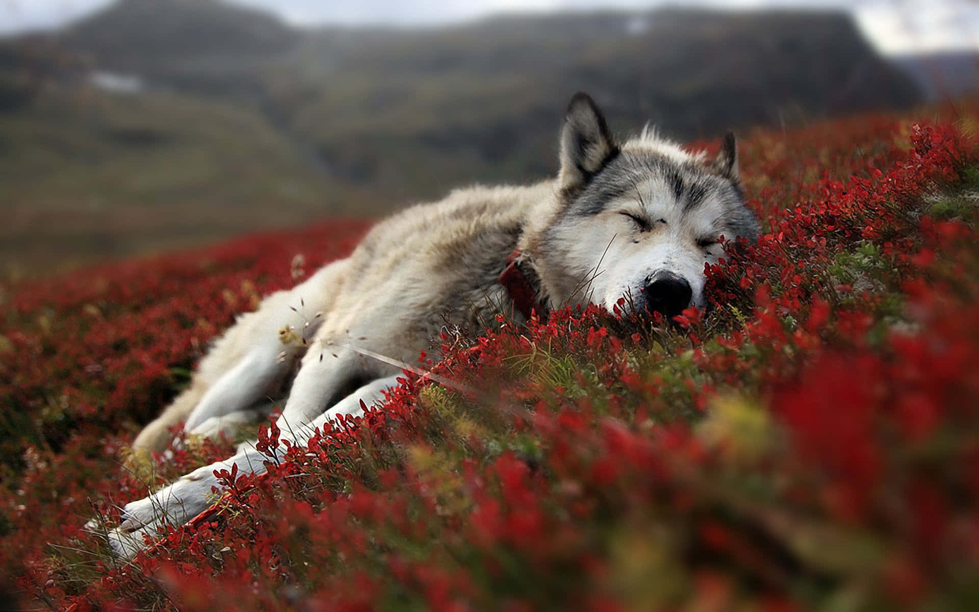 A Beautiful Wolf Stares Into The Night Ahead Background