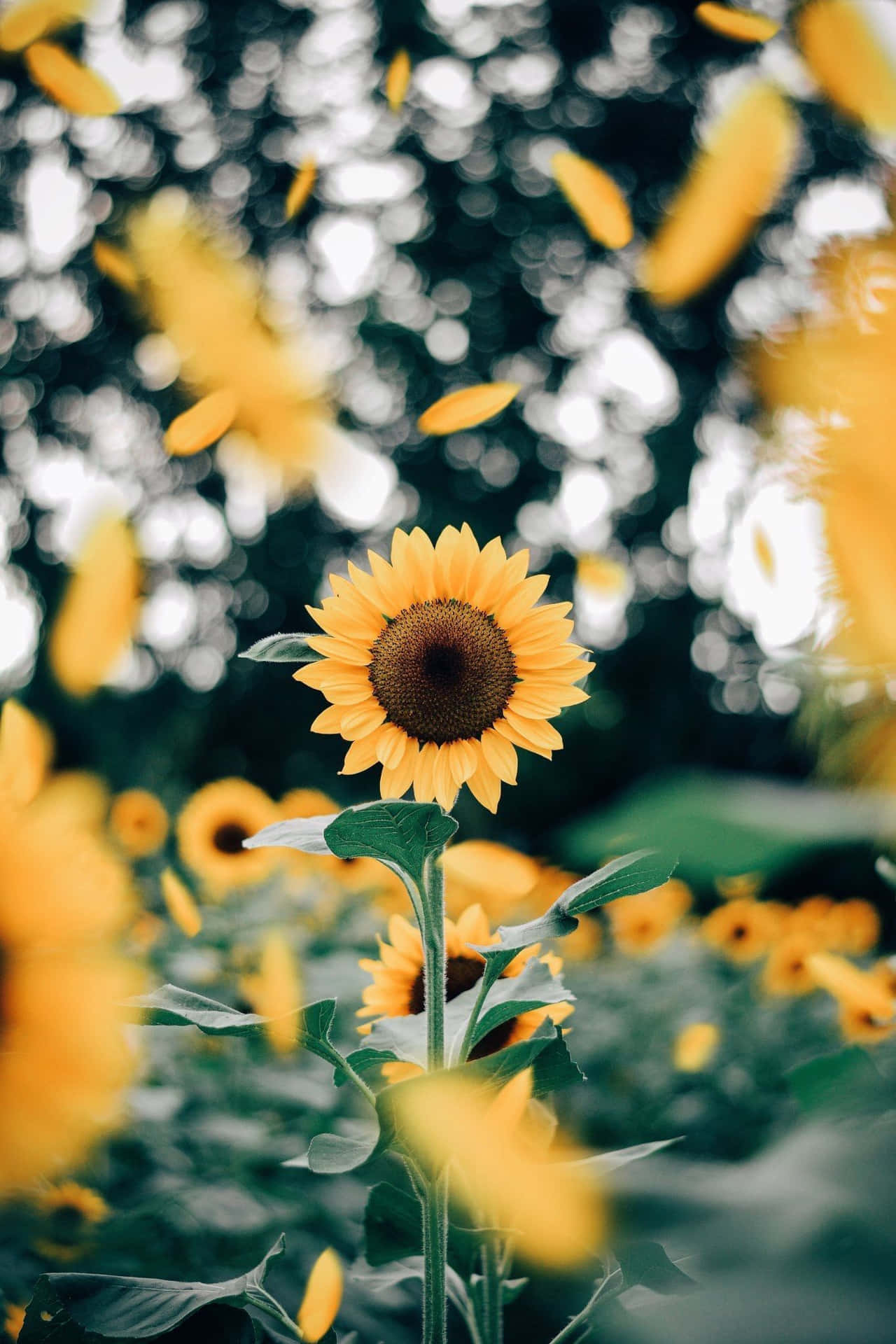 A Beautiful, Yellow Sunflower Against A Bright Blue Sky. Background