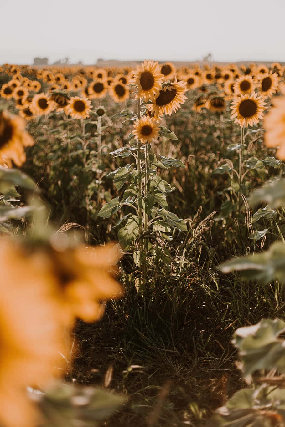 A Beautiful Yellow Sunflower Blooms In The Summer. Background