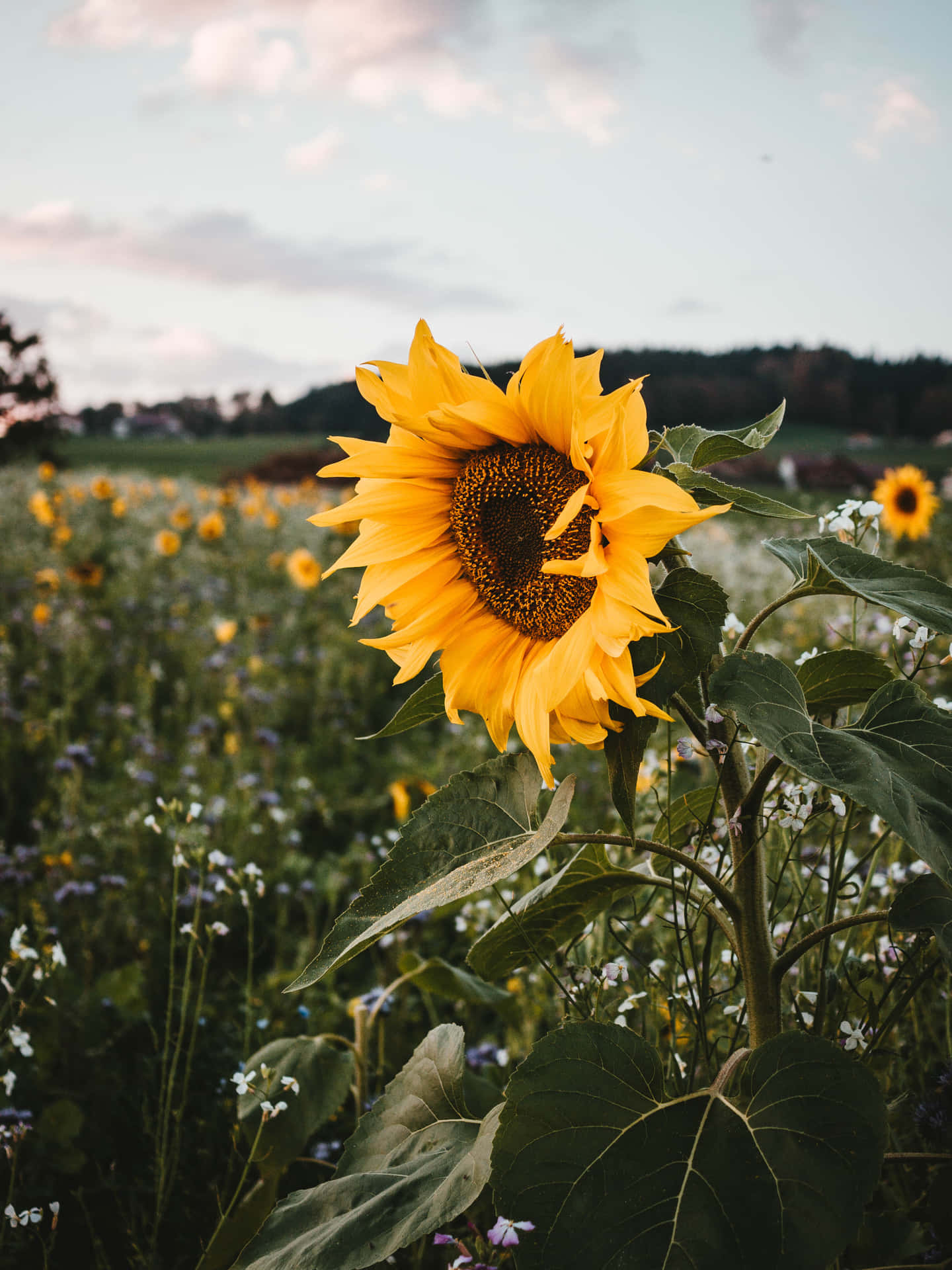 A Beautiful Yellow Sunflower In Full Bloom Illuminated By Natural Sunshine. Background