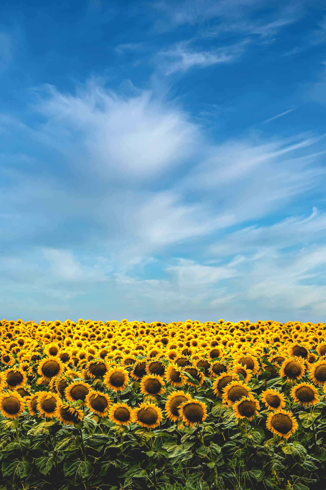 A Beautiful Yellow Sunflower With A Detailed Aesthetic Background