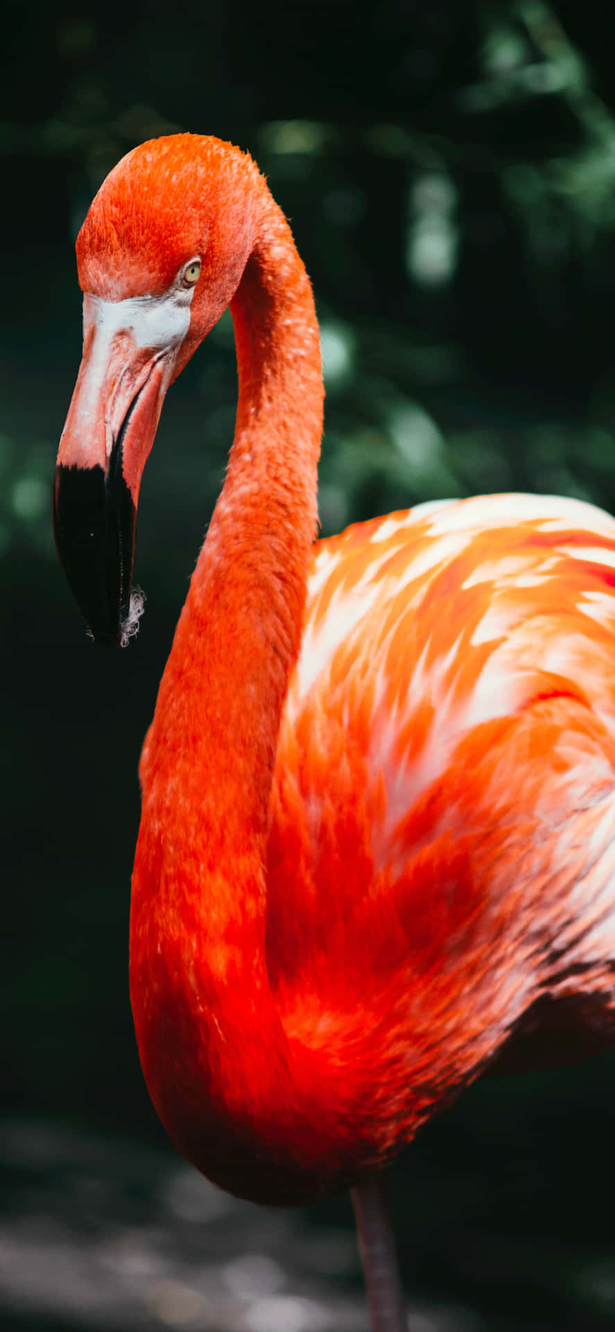 A Beautifully Coloured Iphone Featuring An Intricate Animal Design Background