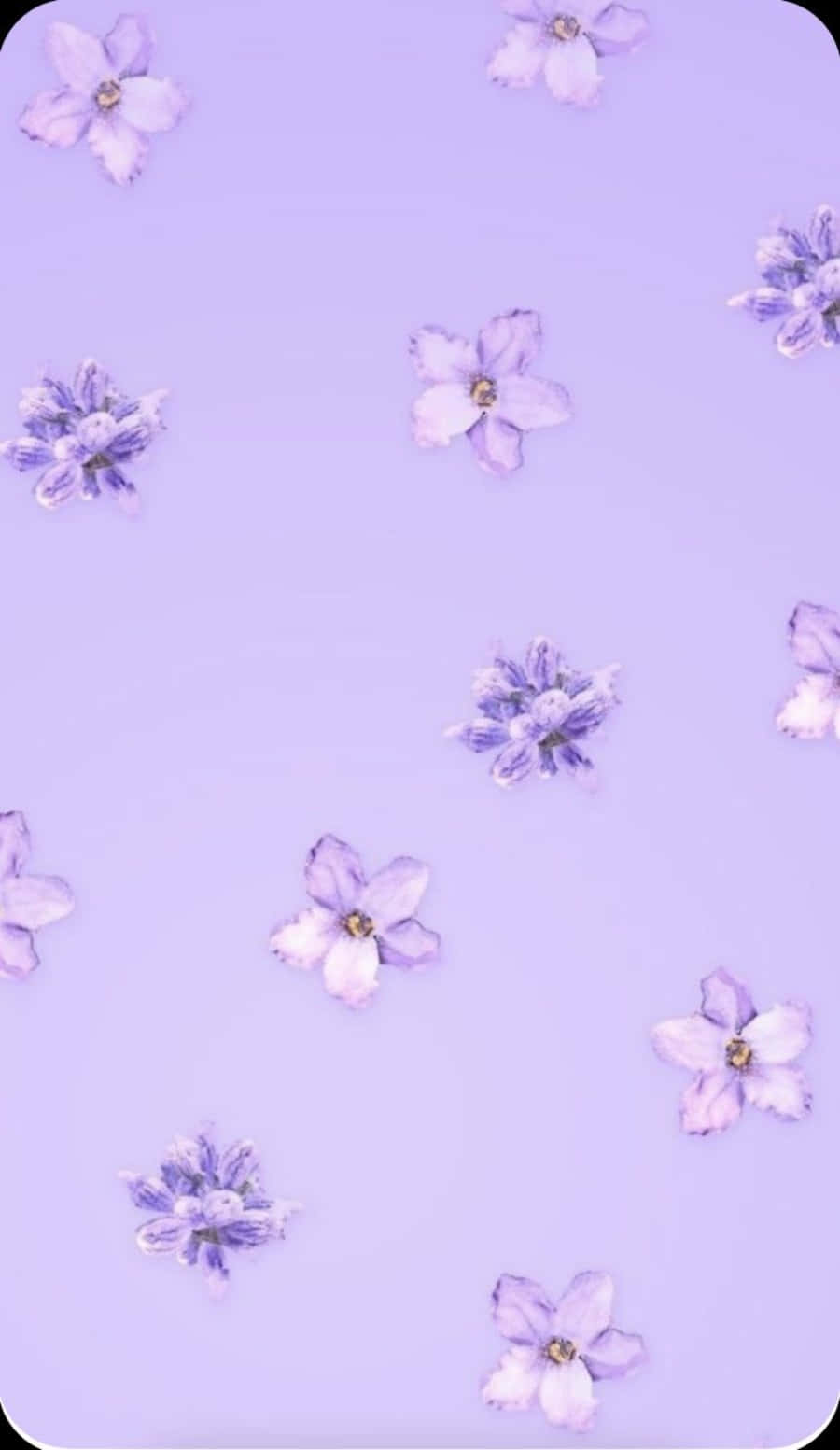 A Beautifully Soft And Elegant Light Purple