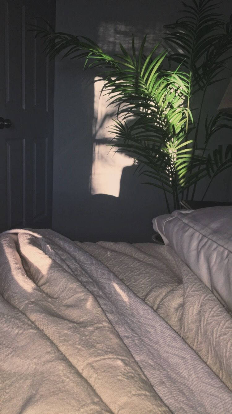 A Bed With A Plant On It Background