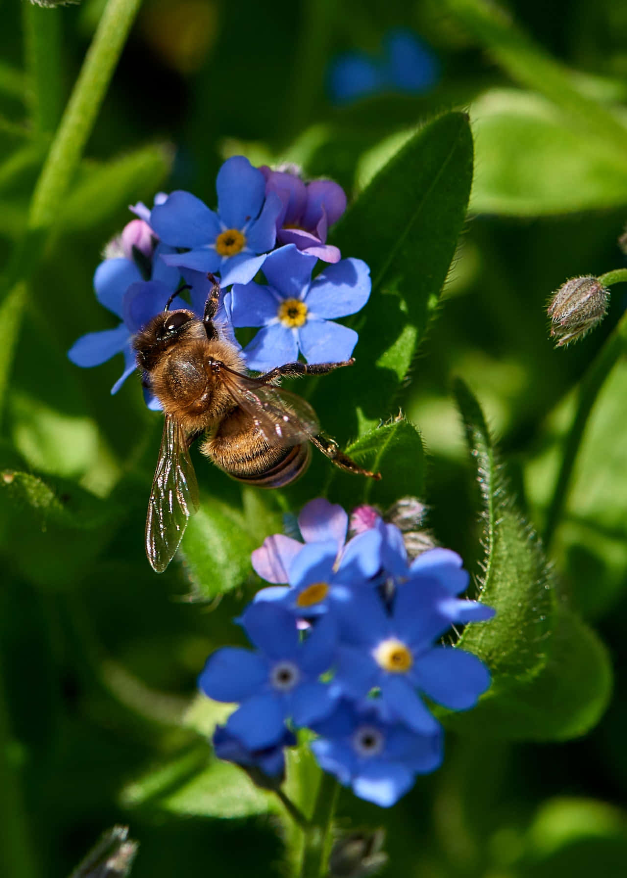 A Bee Collecting Nectar From Vibrant Blue Flowers Background