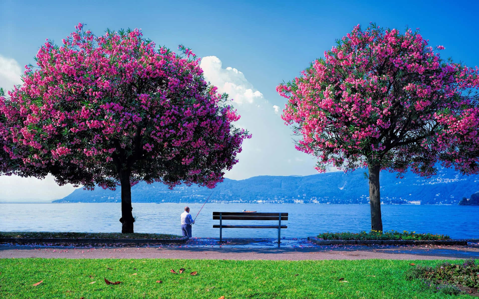 A Bench And Trees Background