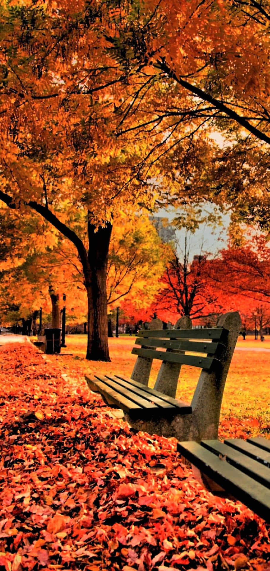 A Bench In A Park Background