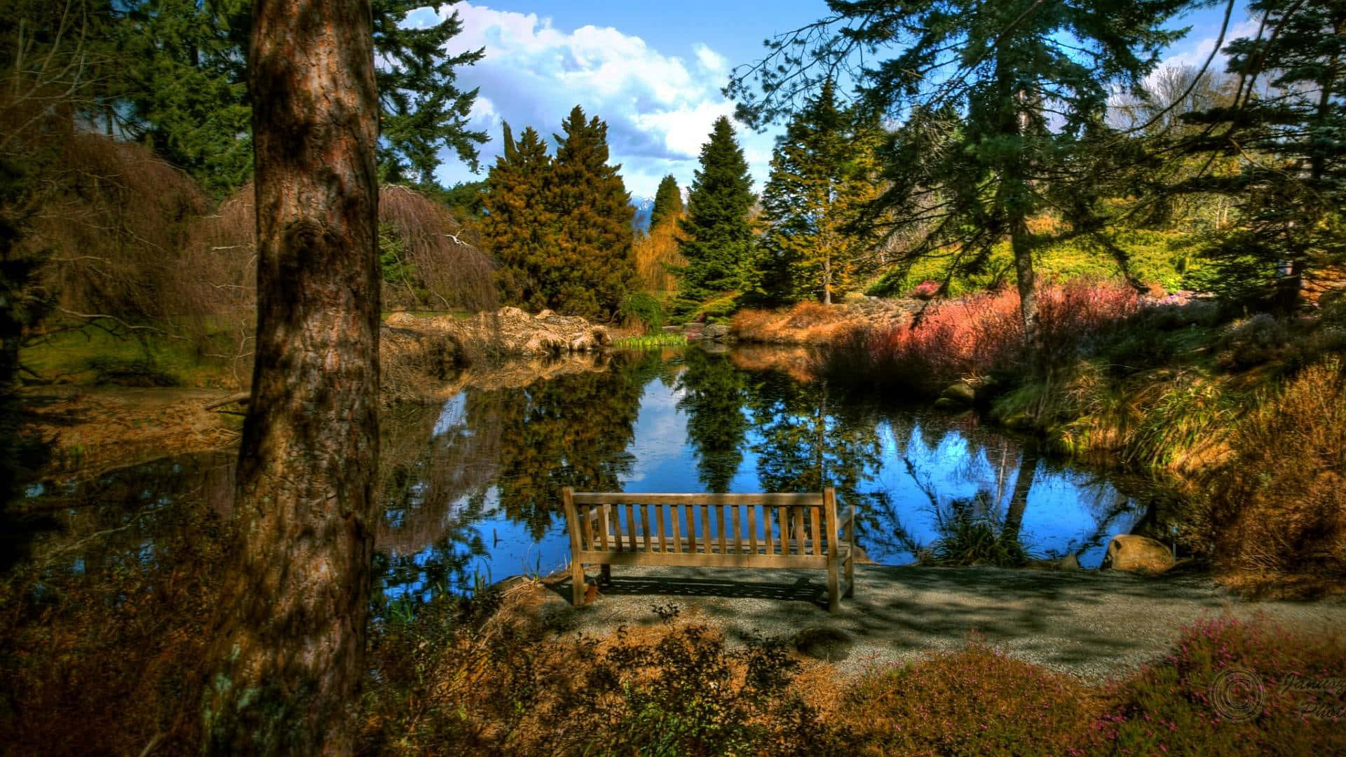 A Bench Is Sitting In A Pond Near Trees