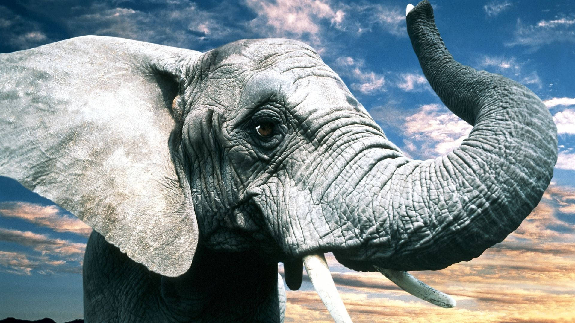 A Big And Majestic Elephant Background