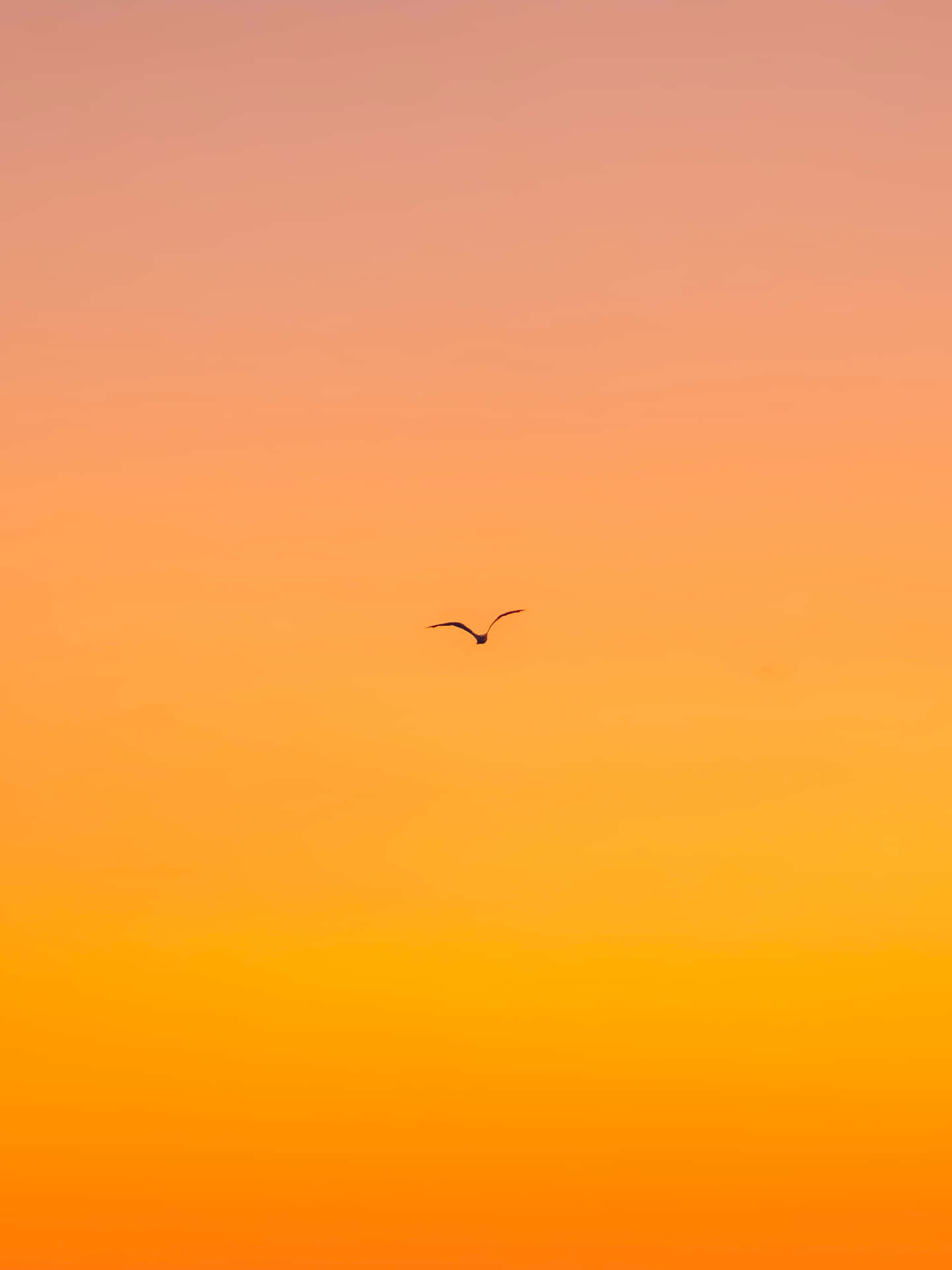 A Bird Flying In The Sky At Sunset Background