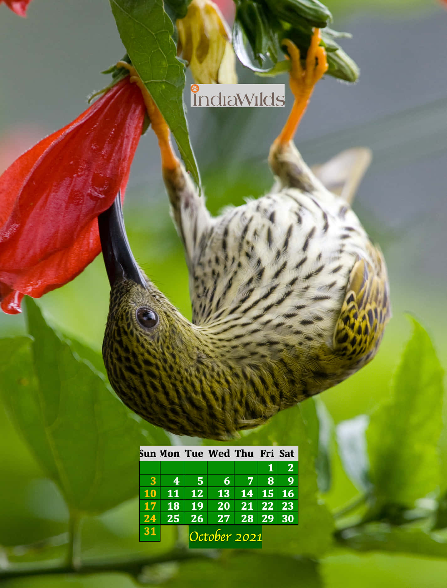 A Bird Is Hanging From A Flower Background