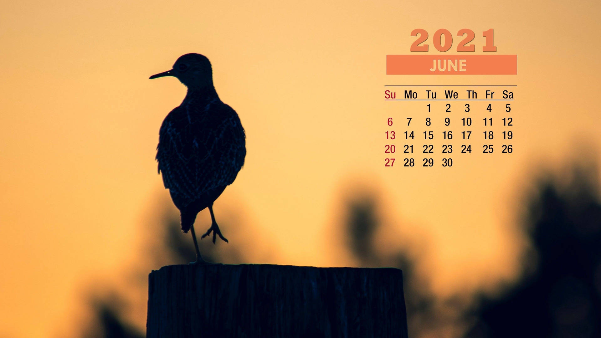 A Bird Is Standing On A Wooden Post With A Sunset Behind It Background