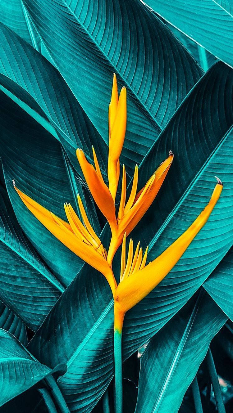 A Bird Of Paradise Flower In A Tropical Setting Background