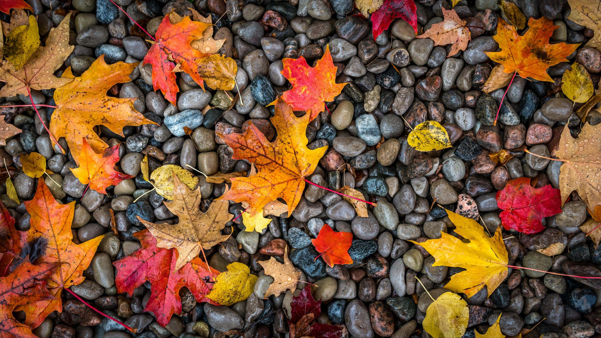 A Bird's Eye View Of The Autumn Countryside Background