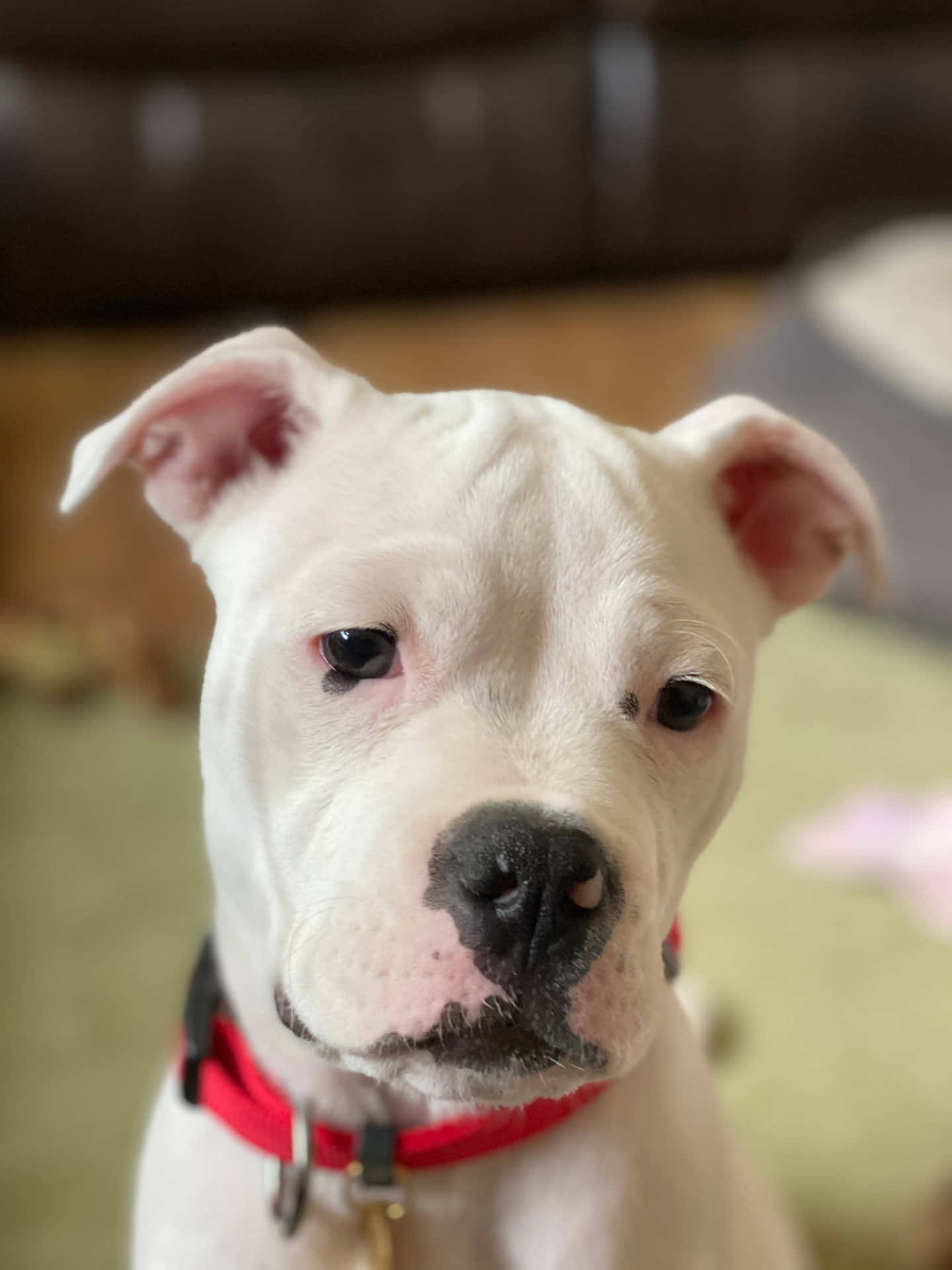 A Black American Pit Bull Terrier Puppy Playing In The Park Background