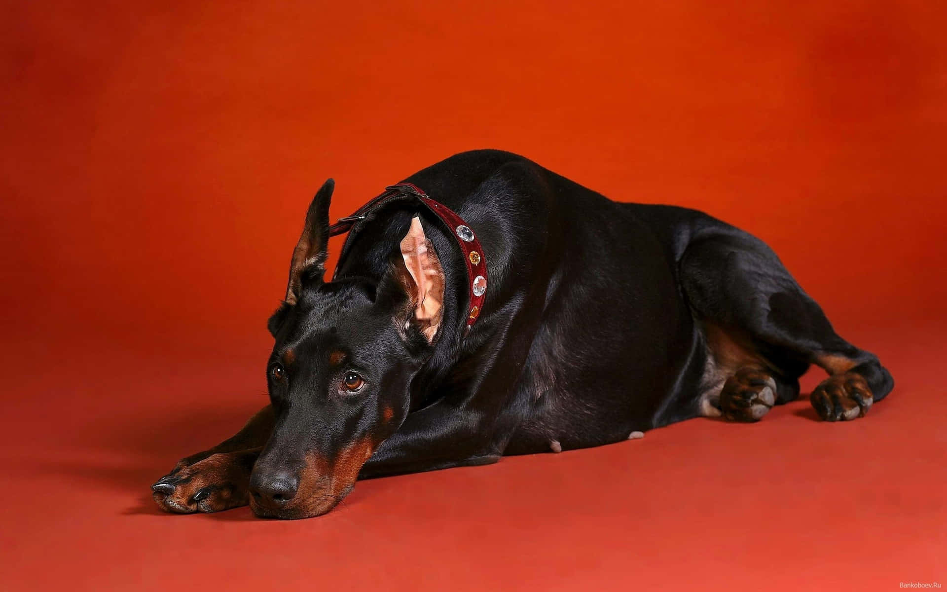 A Black And Brown Doberman Laying On A Red Background Background