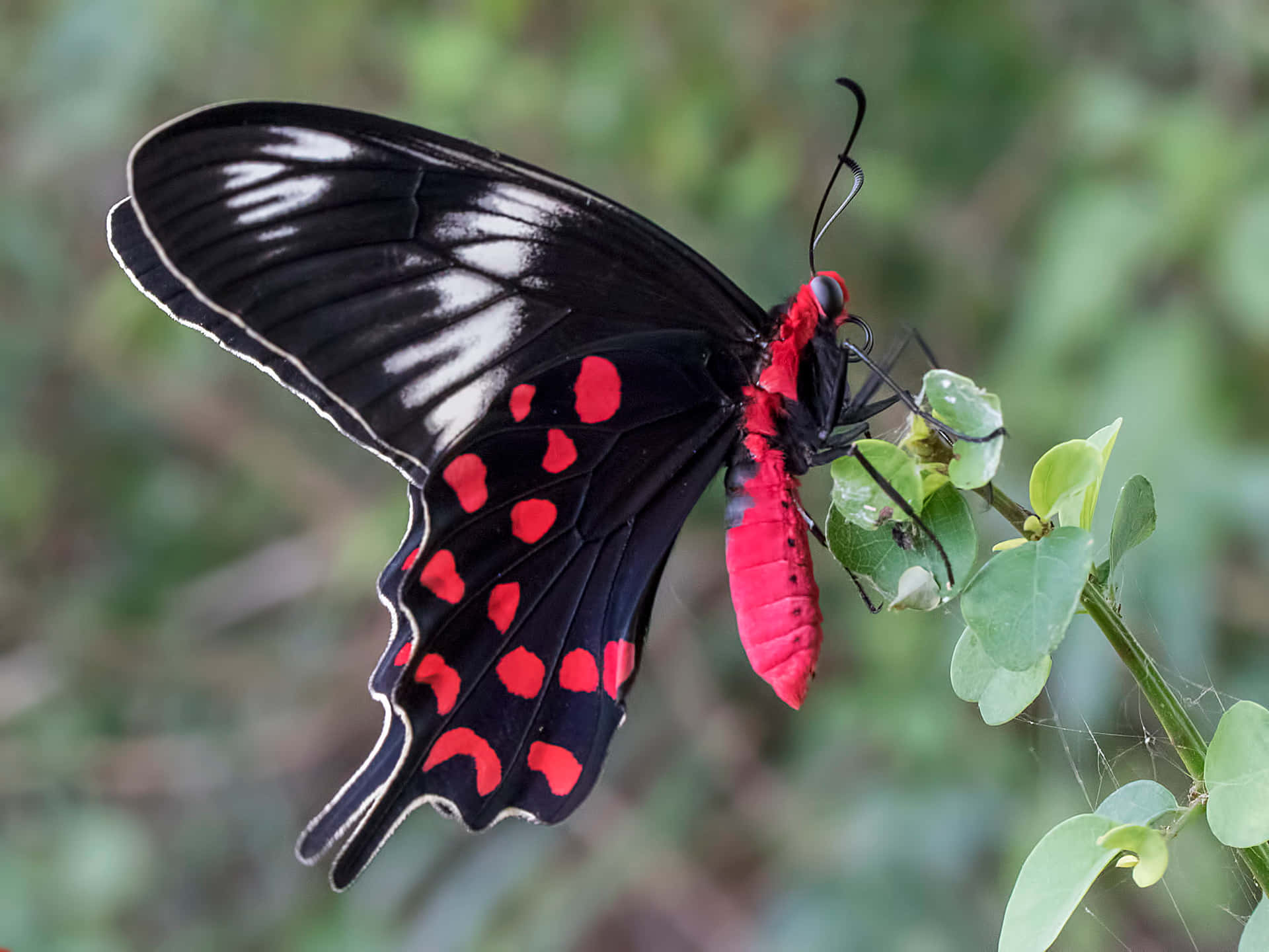 A Black And Red Butterfly Is Sitting On A Plant Background