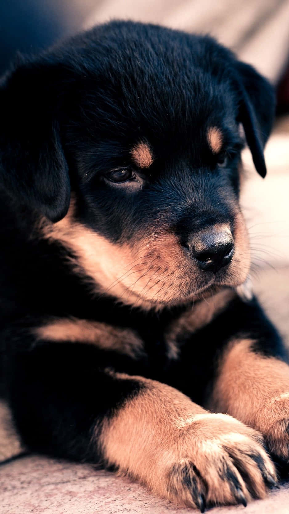 A Black And Tan Puppy Laying Down On The Ground Background