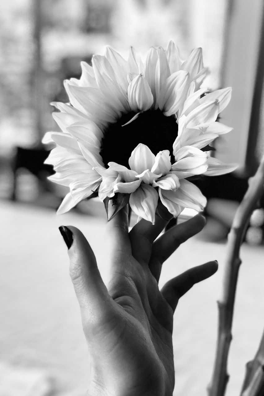 A Black And White Aesthetic Flower Background