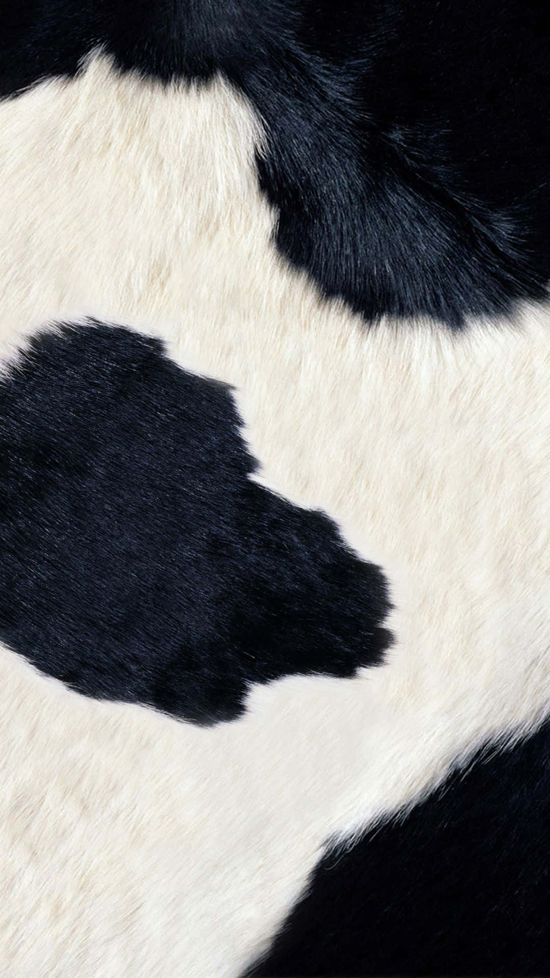 A Black And White Cow With A White Spot On Its Face Background