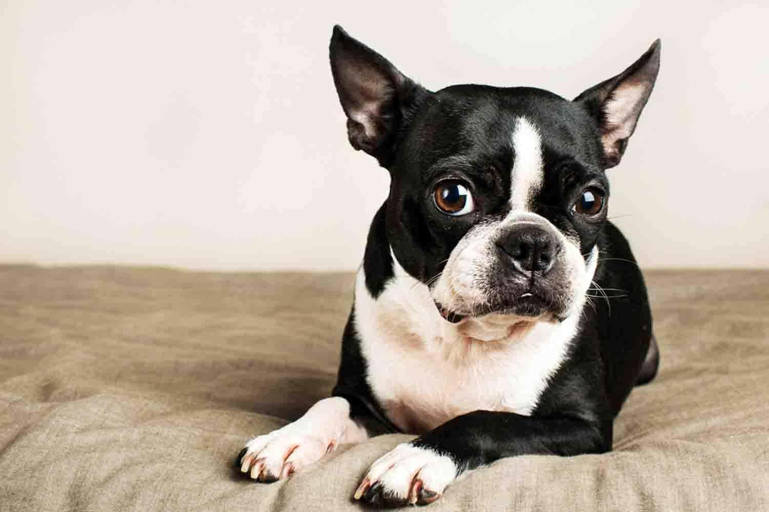 A Black And White Dog Laying On A Bed