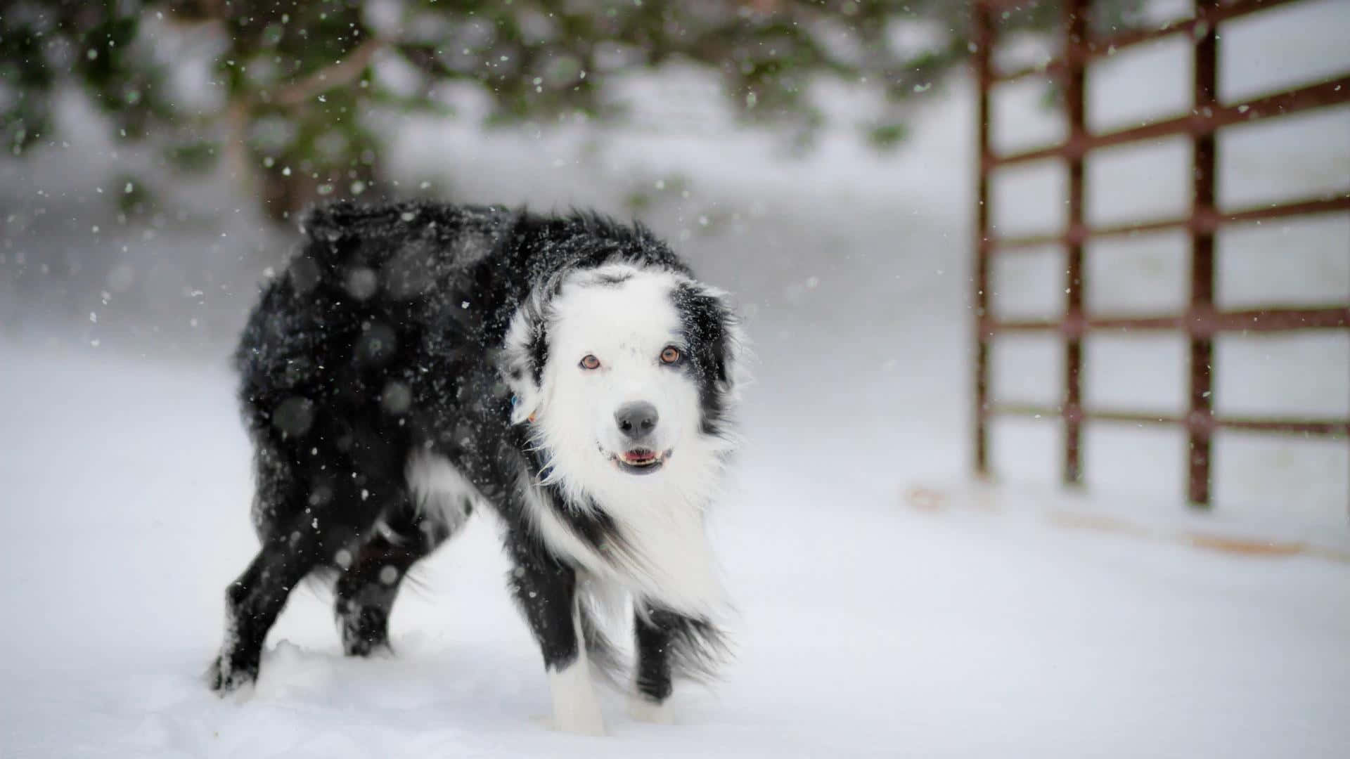 A Black And White Dog Walking Through The Snow Background