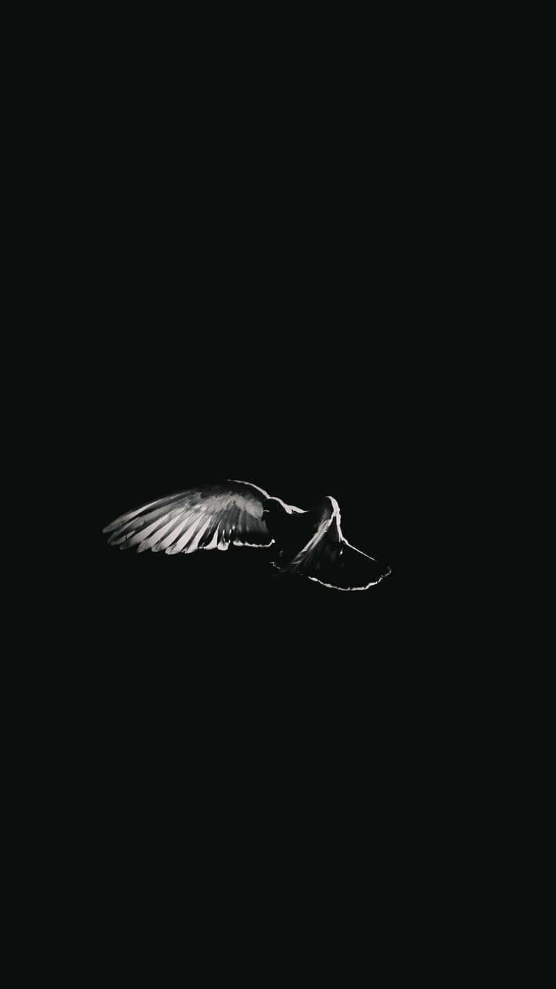 A Black And White Image Of A Bird Flying In The Dark Background