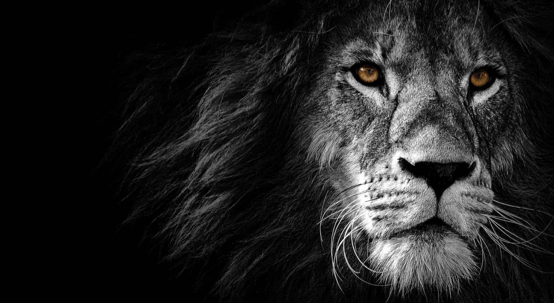 A Black And White Image Of A Lion Background