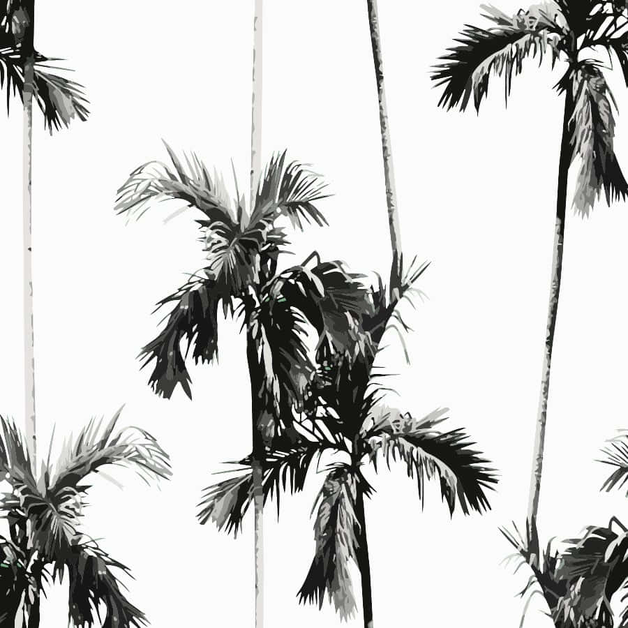 A Black And White Image Of Palm Trees Background