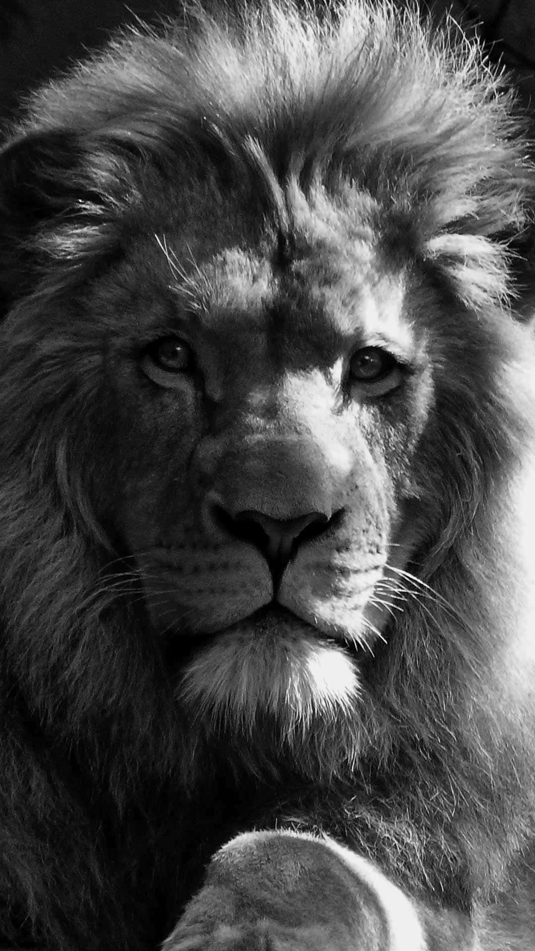 A Black And White Lion, A Symbol Of Power And Strength Through Adversity. Background