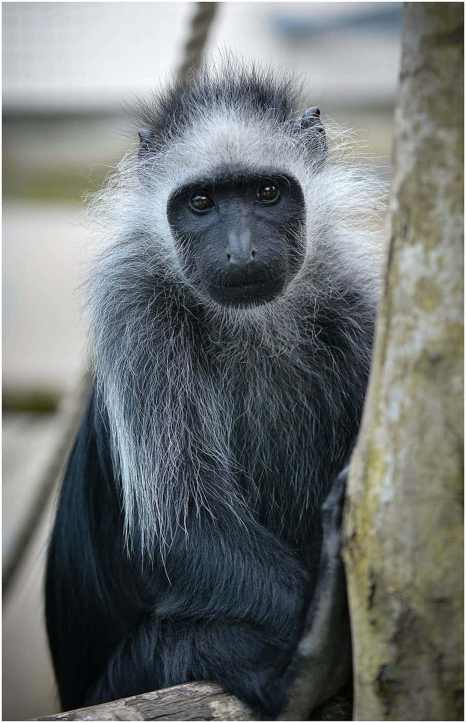 A Black And White Monkey Is Sitting In A Tree Background