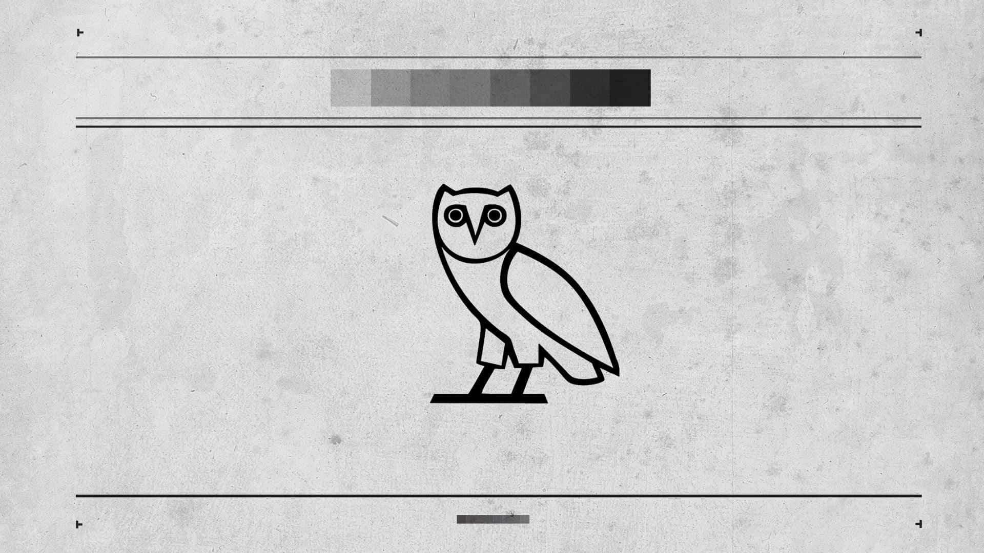 A Black And White Owl Is Standing On A Concrete Wall Background